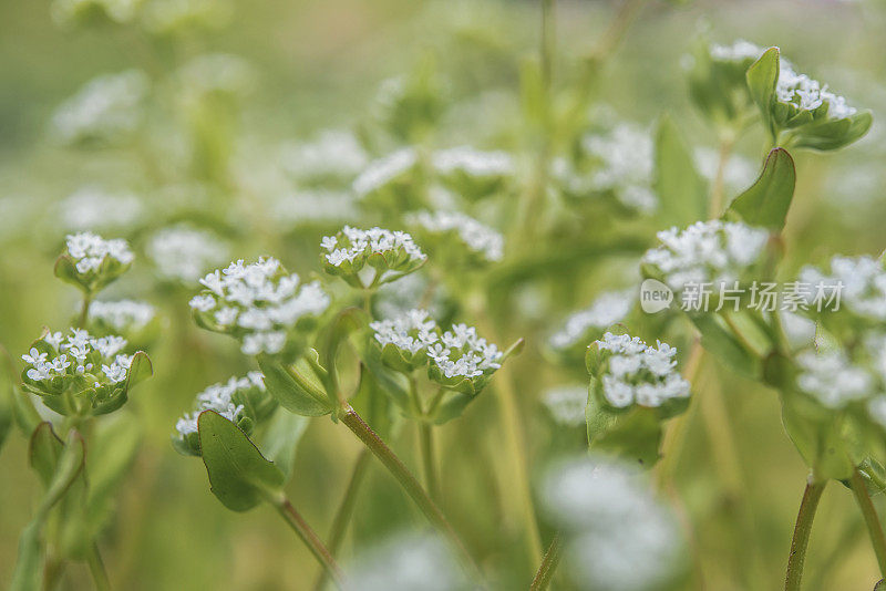 普通玉米沙拉植物(Valerianella locusta)在开花